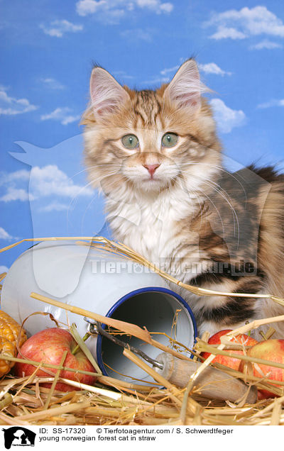 junge Norwegische Waldkatze im Stroh / young norwegian forest cat in straw / SS-17320