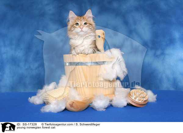 junge Norwegische Waldkatze / young norwegian forest cat / SS-17328