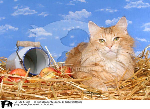 liegende Norwegische Waldkatze im Stroh / lying norwegian forest cat in straw / SS-17337