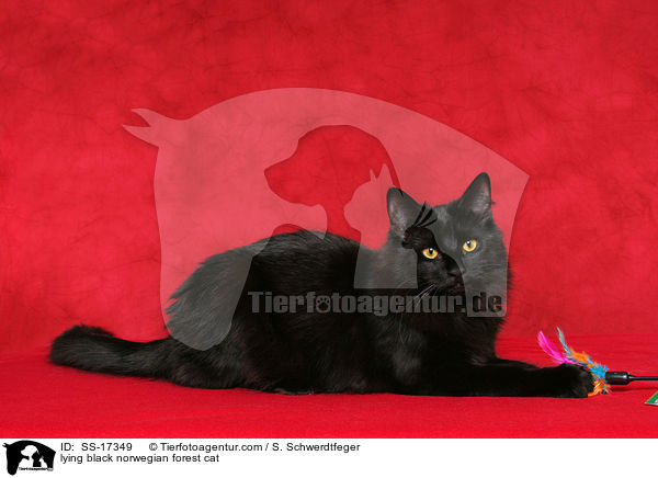 liegende schwarze Norwegische Waldkatze / lying black norwegian forest cat / SS-17349