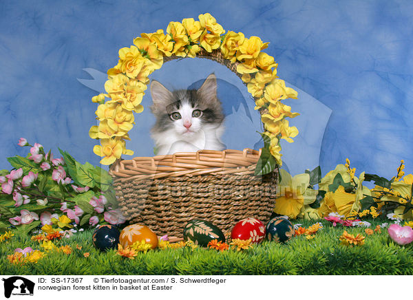 Norwegisches Waldkatze Ktzchen im Korb zu Ostern / norwegian forest kitten in basket at Easter / SS-17367
