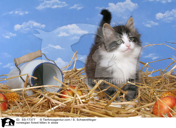 Norwegisches Waldkatze Ktzchen im Stroh / norwegian forest kitten in straw / SS-17377