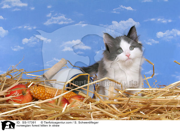 Norwegisches Waldkatze Ktzchen im Stroh / norwegian forest kitten in straw / SS-17391