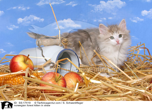 Norwegisches Waldkatze Ktzchen im Stroh / norwegian forest kitten in straw / SS-17419