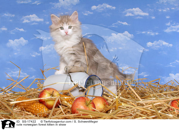 niedliches Norwegisches Waldkatze Ktzchen im Stroh / cute norwegian forest kitten in straw / SS-17422