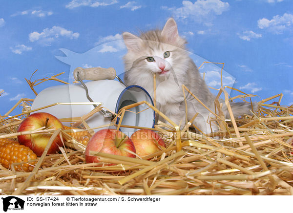 Norwegisches Waldkatze Ktzchen im Stroh / norwegian forest kitten in straw / SS-17424