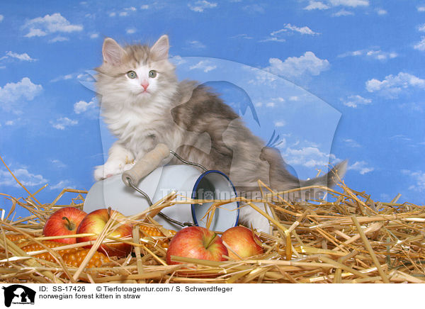 Norwegisches Waldkatze Ktzchen im Stroh / norwegian forest kitten in straw / SS-17426