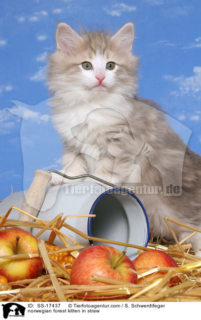 Norwegisches Waldkatze Ktzchen im Stroh / norwegian forest kitten in straw / SS-17437