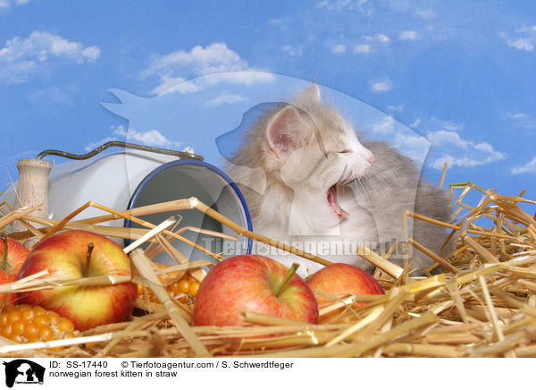 Norwegisches Waldkatze Ktzchen im Stroh / norwegian forest kitten in straw / SS-17440