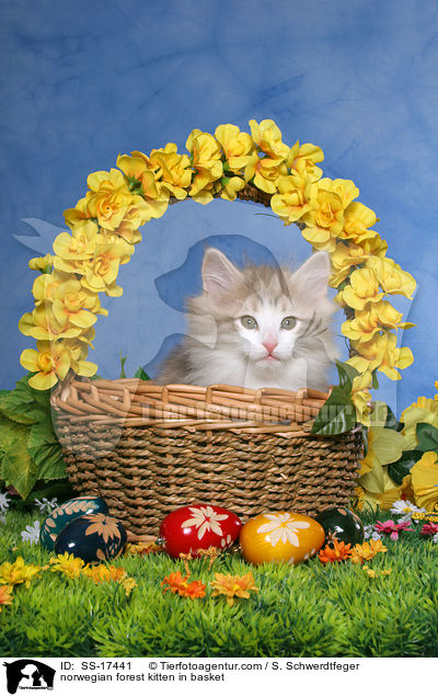 Norwegisches Waldkatze Ktzchen im Korb / norwegian forest kitten in basket / SS-17441