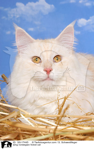 liegende Norwegische Waldkatze / lying norwegian forest cat / SS-17445