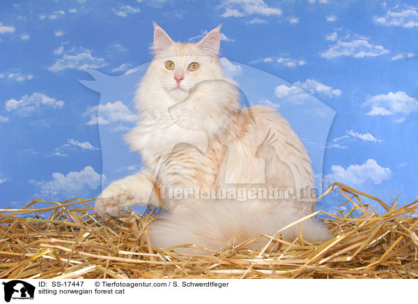sitzende Norwegische Waldkatze im Stroh / sitting norwegian forest cat / SS-17447