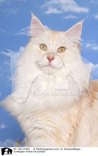 Norwegische Waldkatze Portrait / norwegian forest cat portrait / SS-17448