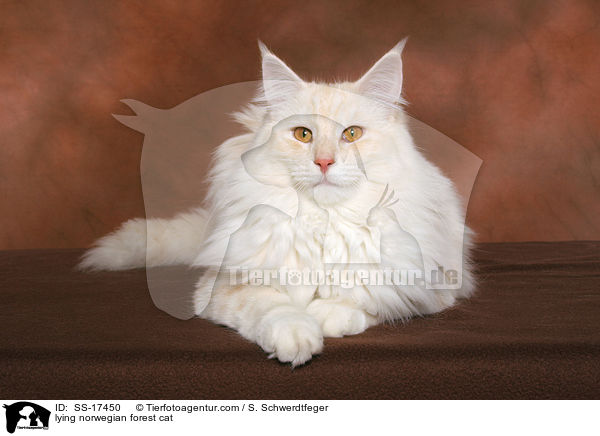 liegende Norwegische Waldkatze / lying norwegian forest cat / SS-17450