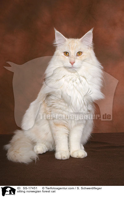 sitzende Norwegische Waldkatze / sitting norwegian forest cat / SS-17451