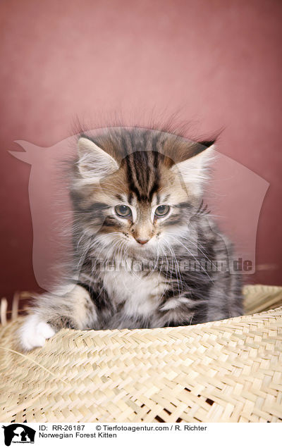 Norwegisches Waldktzchen / Norwegian Forest Kitten / RR-26187