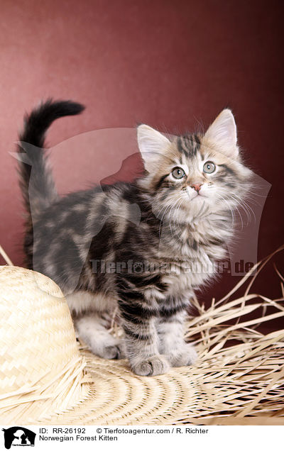 Norwegisches Waldktzchen / Norwegian Forest Kitten / RR-26192