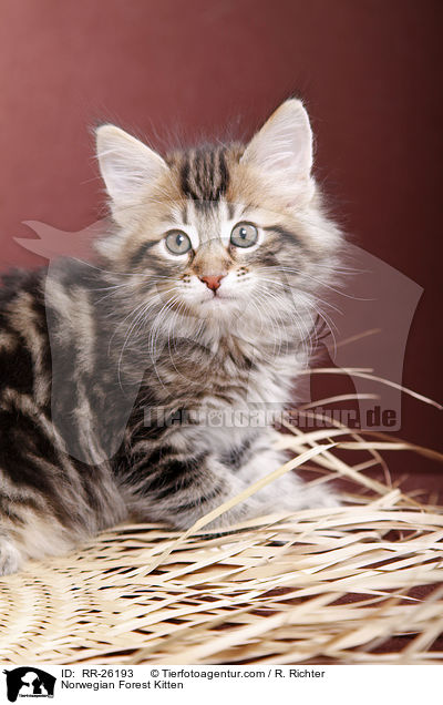 Norwegisches Waldktzchen / Norwegian Forest Kitten / RR-26193