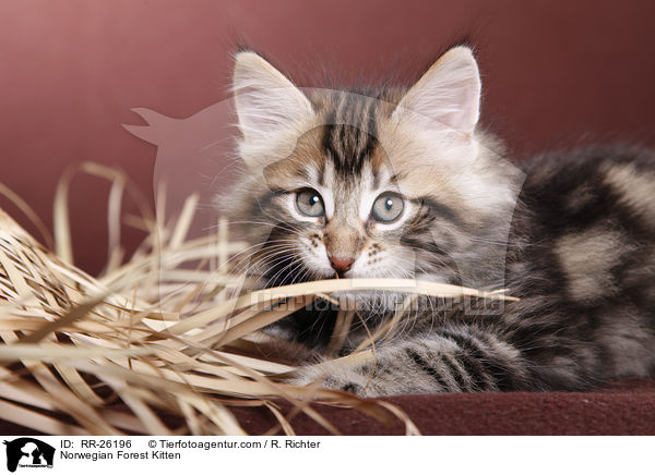 Norwegisches Waldktzchen / Norwegian Forest Kitten / RR-26196