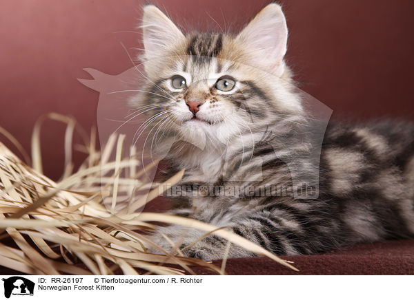 Norwegisches Waldktzchen / Norwegian Forest Kitten / RR-26197