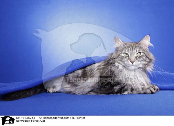 Norwegische Waldkatze / Norwegian Forest Cat / RR-26253
