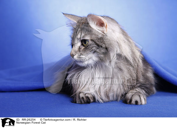 Norwegische Waldkatze / Norwegian Forest Cat / RR-26254