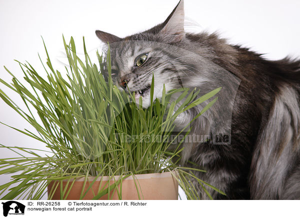 Norwegische Waldkatze Portrait / norwegian forest cat portrait / RR-26258