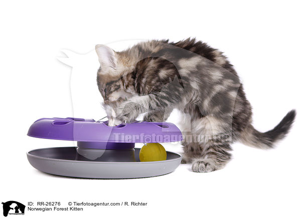 Norwegisches Waldktzchen / Norwegian Forest Kitten / RR-26276