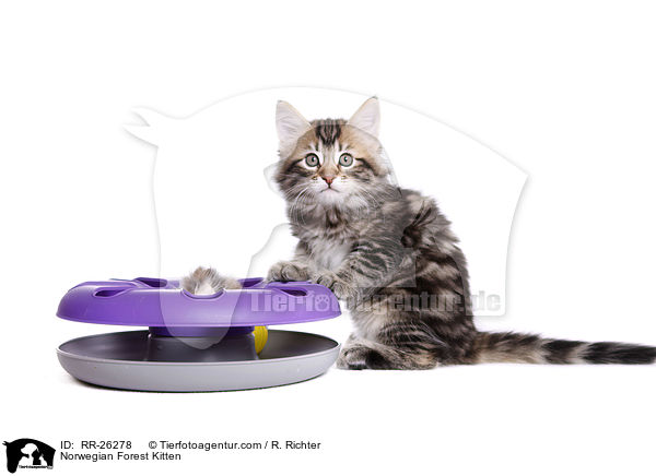 Norwegisches Waldktzchen / Norwegian Forest Kitten / RR-26278