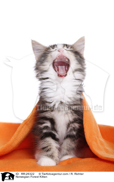 Norwegisches Waldktzchen / Norwegian Forest Kitten / RR-26322