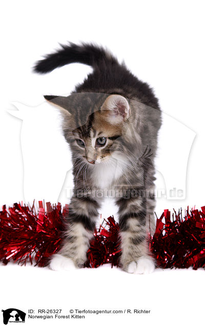 Norwegisches Waldktzchen / Norwegian Forest Kitten / RR-26327