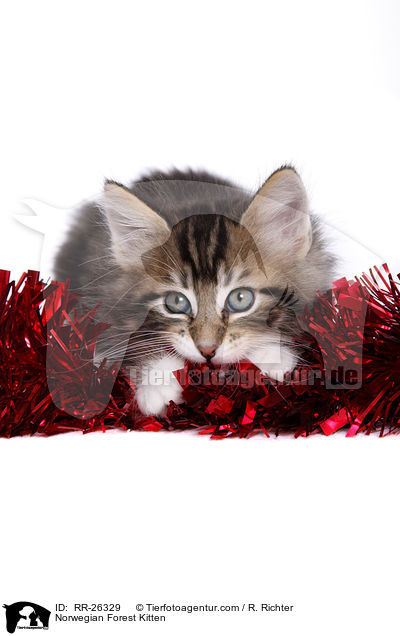 Norwegisches Waldktzchen / Norwegian Forest Kitten / RR-26329
