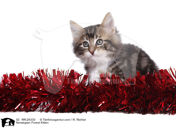 Norwegisches Waldktzchen / Norwegian Forest Kitten / RR-26330