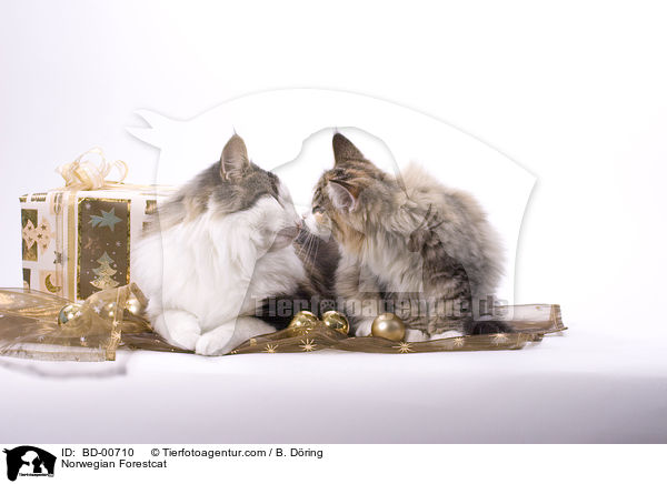 Norwegische Waldkatze / Norwegian Forestcat / BD-00710