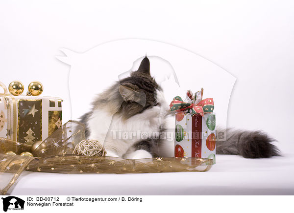 Norwegische Waldkatze / Norwegian Forestcat / BD-00712