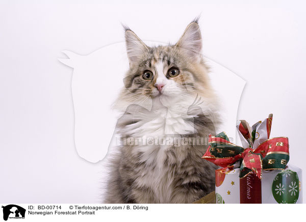 Norwegian Forestcat Portrait / BD-00714