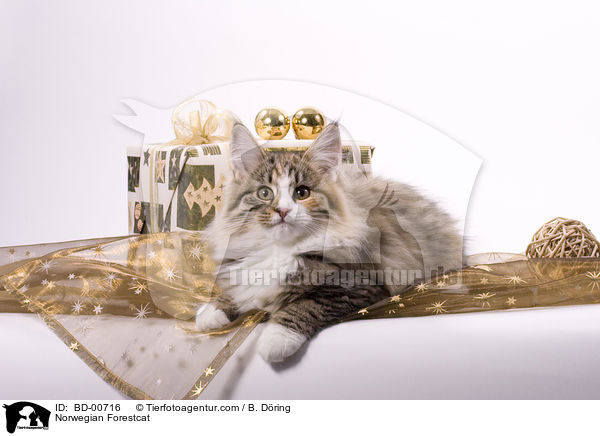 Norwegische Waldkatze / Norwegian Forestcat / BD-00716