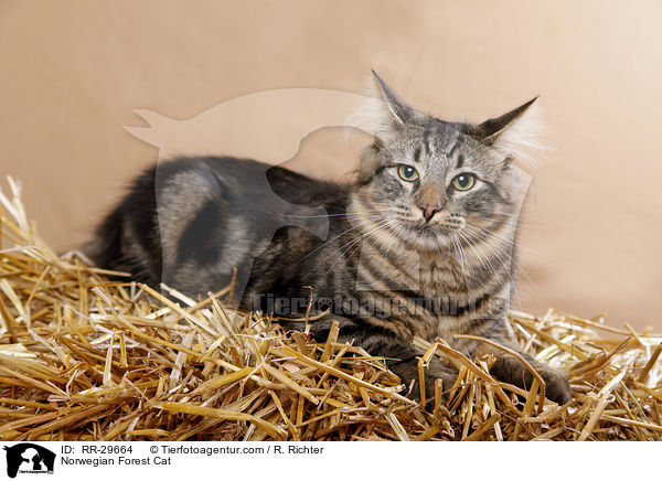 Norwegische Waldkatze / Norwegian Forest Cat / RR-29664