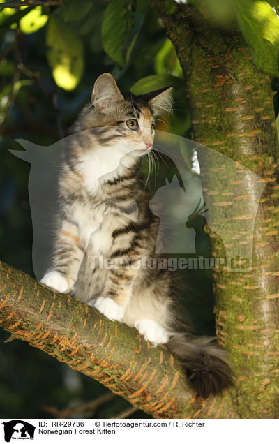 Norwegisches Waldktzchen / Norwegian Forest Kitten / RR-29736