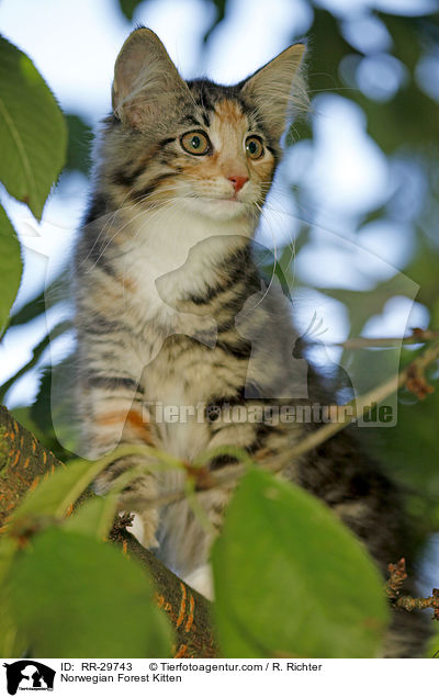 Norwegisches Waldktzchen / Norwegian Forest Kitten / RR-29743