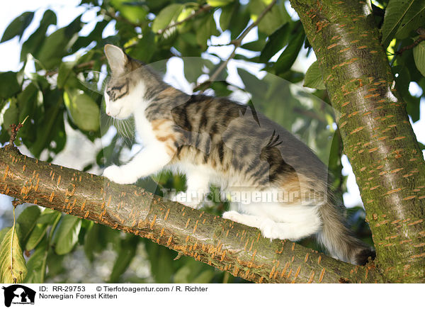 Norwegisches Waldktzchen / Norwegian Forest Kitten / RR-29753