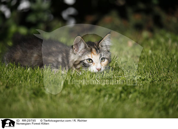 Norwegisches Waldktzchen / Norwegian Forest Kitten / RR-29795