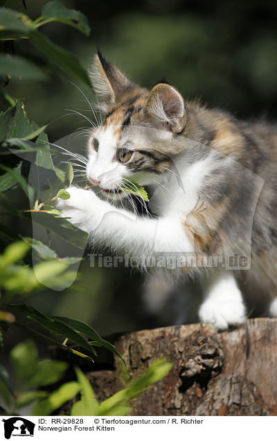 Norwegisches Waldktzchen / Norwegian Forest Kitten / RR-29828