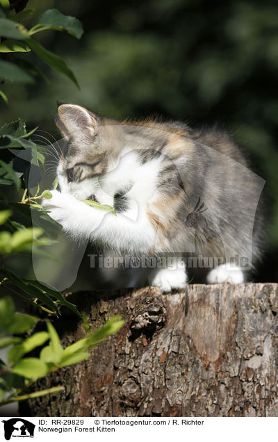Norwegisches Waldktzchen / Norwegian Forest Kitten / RR-29829