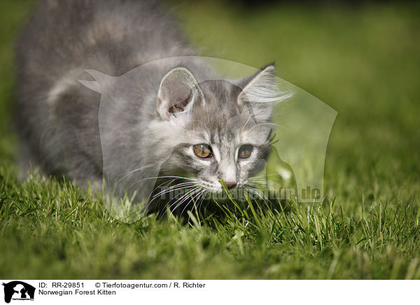 Norwegisches Waldktzchen / Norwegian Forest Kitten / RR-29851