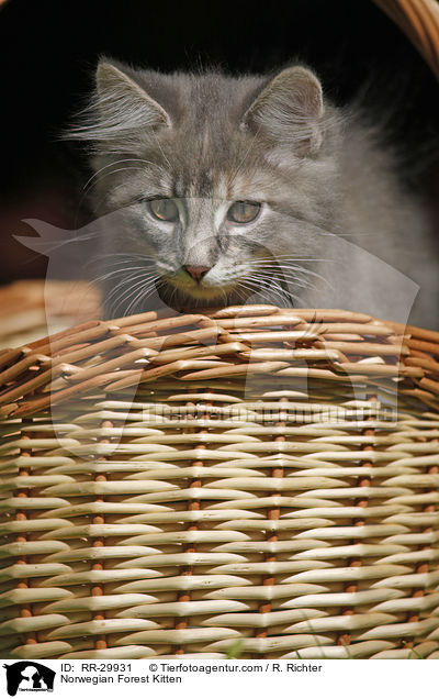 Norwegisches Waldktzchen / Norwegian Forest Kitten / RR-29931