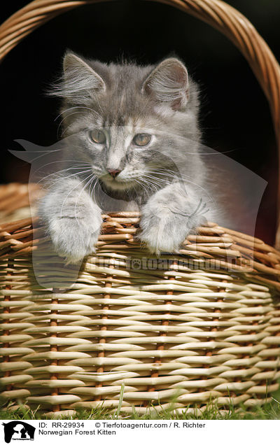 Norwegisches Waldktzchen / Norwegian Forest Kitten / RR-29934