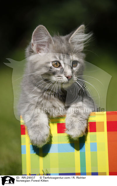 Norwegisches Waldktzchen / Norwegian Forest Kitten / RR-29937