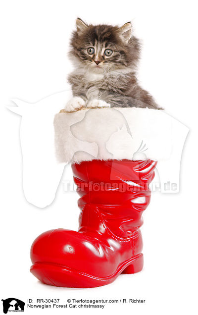 Norwegisches Waldktzchen weihnachtlich / Norwegian Forest Cat christmassy / RR-30437
