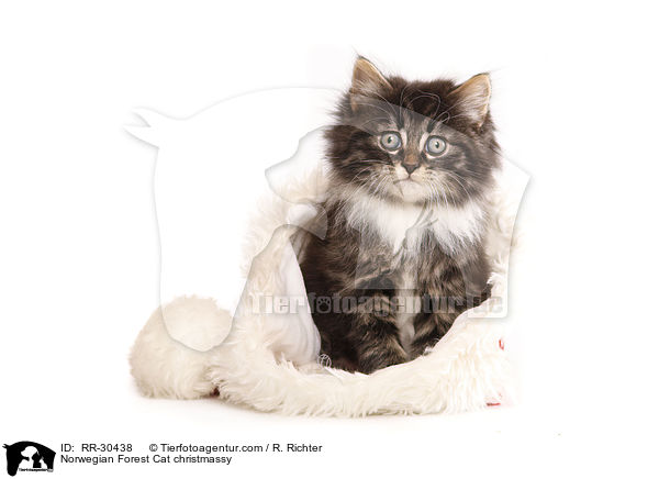 Norwegisches Waldktzchen weihnachtlich / Norwegian Forest Cat christmassy / RR-30438